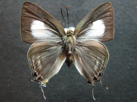 Hypolycaena phorbas phorbas - Adult